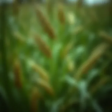 Magnificent A Comprehensive Exploration of Artificial Wheat Grass Stems in Fashion and Design