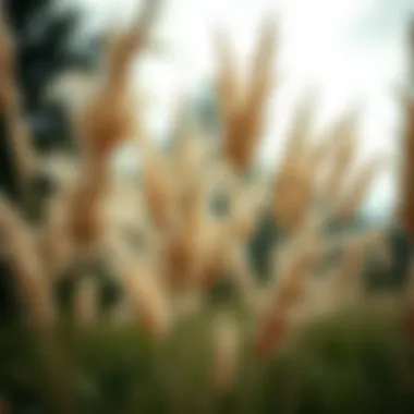 Magnificent Exploring the Multidimensional Aspects of 6ft Tall Pampas Grass