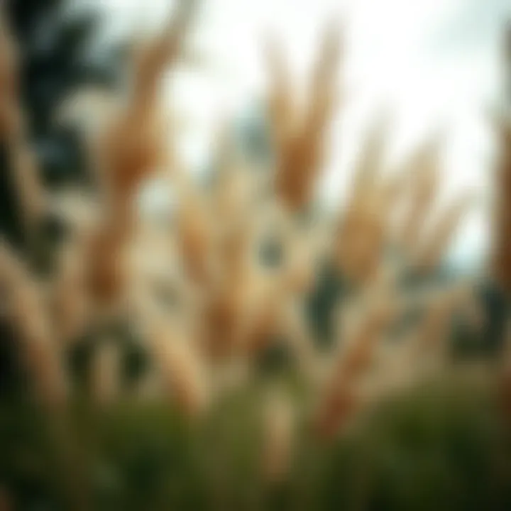 Magnificent Exploring the Multidimensional Aspects of 6ft Tall Pampas Grass