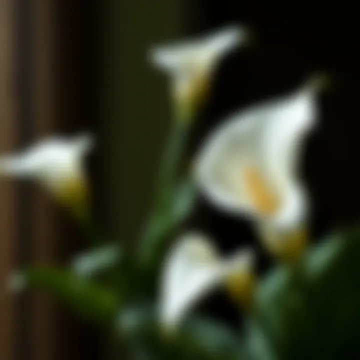 Magnificent The Sophistication of Calla Lily Fake Flowers