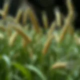 A Comprehensive Exploration of Artificial Wheat Grass Stems in Fashion and Design Introduction