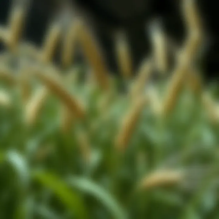 A Comprehensive Exploration of Artificial Wheat Grass Stems in Fashion and Design Introduction