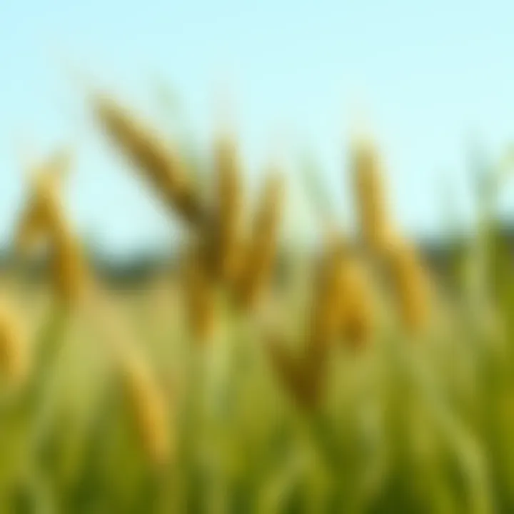 Notable A Comprehensive Exploration of Artificial Wheat Grass Stems in Fashion and Design
