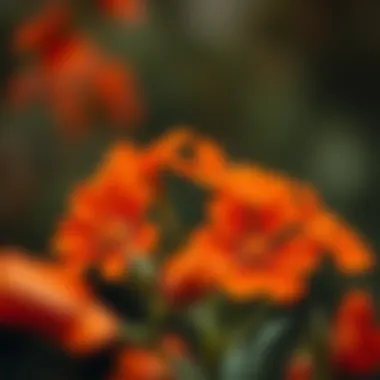 Exploring Burnt Orange Artificial Flowers Summary Exploring Burnt Orange Artificial Flowers Summary