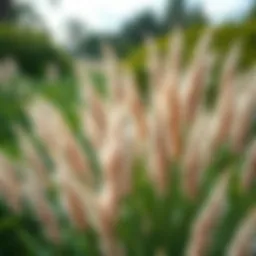 A lush garden featuring extra tall pampas grass swaying in the breeze