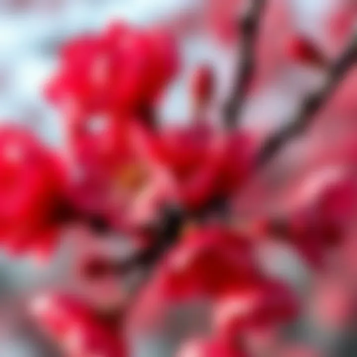 Close-up view of intricate details and textures of red cherry blossoms