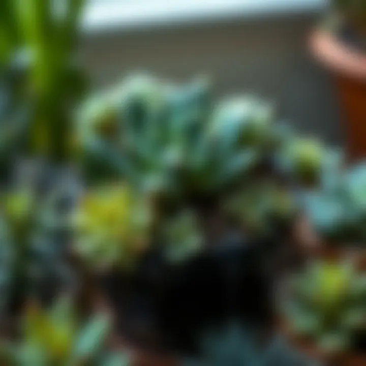 A selection of optimal succulents for sloth planters