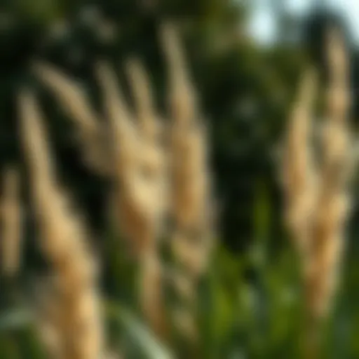 Exploring the Multidimensional Aspects of 6ft Tall Pampas Grass Introduction