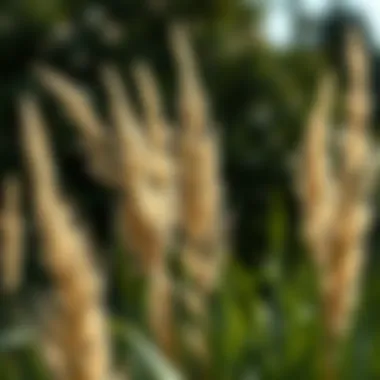 Exploring the Multidimensional Aspects of 6ft Tall Pampas Grass Introduction Exploring the Multidimensional Aspects of 6ft Tall Pampas Grass Introduction