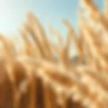 Exploring the Multidimensional Aspects of 6ft Tall Pampas Grass Summary