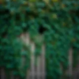 Lush green ivy climbing a wooden fence