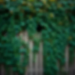 Lush green ivy climbing a wooden fence
