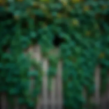 Lush green ivy climbing a wooden fence